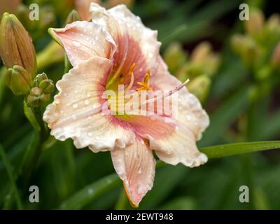 Closeup di un grande salmone rosa Hemerocallis daylily, varietà Janice Brown, fiorente in un giardino Foto Stock