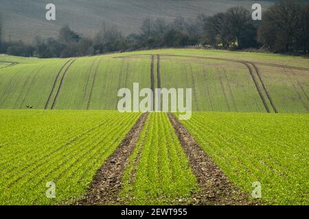 Linee di ruote motrici in campi coltivabili verdi recentemente piantati, vicino a Newbury, Berkshire, Inghilterra, Regno Unito, Europa Foto Stock