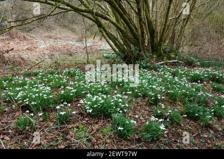 Grumi di nevicate su terreni boschivi, nei pressi di Newbury, Berkshire, Inghilterra, Regno Unito, Europa Foto Stock