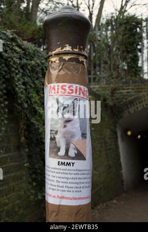 poster fatto in casa per un gatto mancante chiamato emmy, a twickenham, middlesex, inghilterra Foto Stock