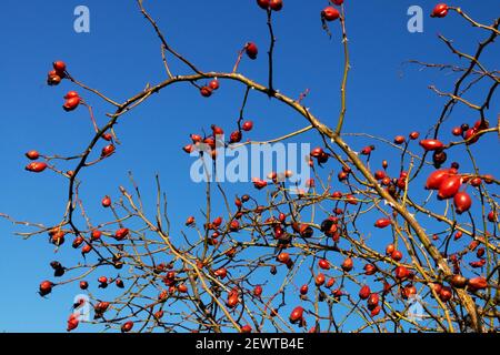 Rosehips bacche di cane rosa fianchi rami di hedge Foto Stock