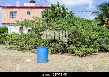 Tamburo prima di albero di prugna Foto Stock