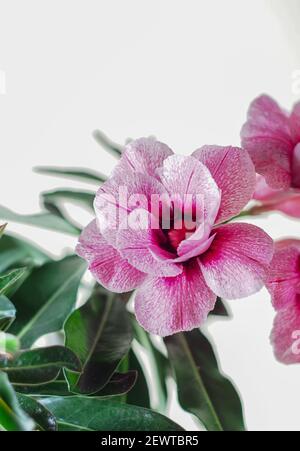 Fiore rosa Adenium Obesum pianta con foglie verdi in vaso. Fiore tropicale, fiore di rosa del deserto. Messa a fuoco selettiva. Foto Stock