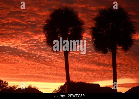 Silhouette di alberi di palma viste contro un tramonto bello in Florida, Stati Uniti Foto Stock