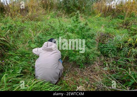 Uomo coltivatore che controlla la coltivazione della cannabis cespuglio sul campo, gemme fiorenti. Foto Stock