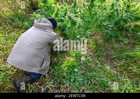 Uomo coltivatore che controlla la coltivazione della cannabis cespuglio sul campo, gemme fiorenti. Foto Stock