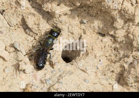 Hahnenfuß-Scherenbiene, Hahnenfuss-Scherenbiene, Scherenbiene, Scherenbienen, Weibchen, sammelt Lehm für den Niströhren-Verschluss, Chelostoma floriso Foto Stock