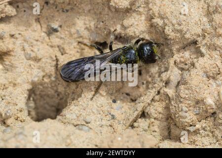 Hahnenfuß-Scherenbiene, Hahnenfuss-Scherenbiene, Scherenbiene, Scherenbienen, Weibchen, sammelt Lehm für den Niströhren-Verschluss, Chelostoma floriso Foto Stock