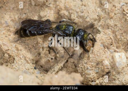 Hahnenfuß-Scherenbiene, Hahnenfuss-Scherenbiene, Scherenbiene, Scherenbienen, Weibchen, sammelt Lehm für den Niströhren-Verschluss, Chelostoma floriso Foto Stock