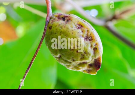 Isolato maturo Terminalia Catappa Almond Foto Stock