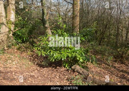 Foglie verdi Evergreen lucide su un arbusto di Cherry Laurel (Prunus laurocerasus) in una giornata invernale di sole brillante a Woodland nel Devon Rurale, Inghilterra, Regno Unito Foto Stock