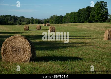 Terreno agricolo aperto con balle rotonde di fieno in Door County Wisconsin Foto Stock