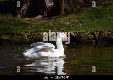 Un'oca bianca nuota su un lago Foto Stock