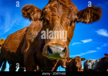 Primo piano di manzo in un pascolo fattoria Foto Stock