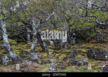 Isola di Mull - Scarsdale contiene due dei più Paesaggi interessanti in Scozia Foto Stock