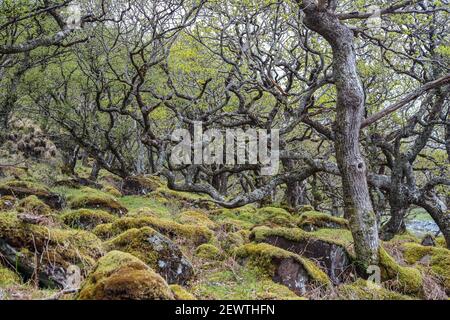 Isola di Mull - Scarsdale contiene due dei più Paesaggi interessanti in Scozia Foto Stock