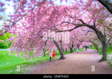 Rows of full-bloomed Cherry blossom trees surround the footpath in Central Park at New York City NY USA. Foto Stock