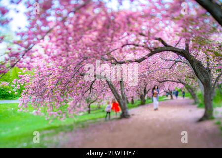 File di alberi fioriti di ciliegio circondano il sentiero di Central Park a New York City NY USA. Foto Stock