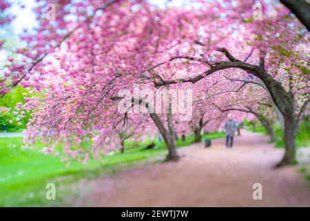 Rows of full-bloomed Cherry blossom trees surround the footpath in Central Park at New York City NY USA. Foto Stock