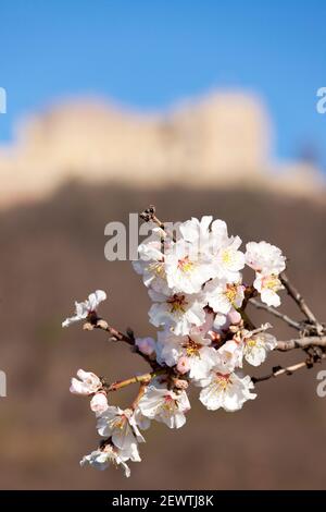 Castello di Hambach in Neustadt Germania con mandorle fiorite in l'assedio Foto Stock