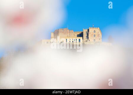 Castello di Hambach in Neustadt Germania con mandorle fiorite in l'assedio Foto Stock