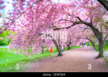 File di alberi fioriti di ciliegio circondano il sentiero di Central Park a New York City NY USA. Foto Stock