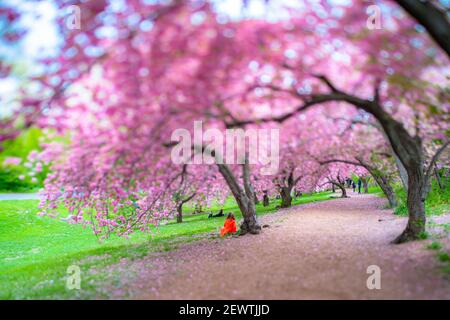 Rows of full-bloomed Cherry blossom trees surround the footpath in Central Park at New York City NY USA. Foto Stock