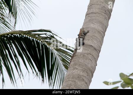 Key Biscayne, FL, Stati Uniti. Una coda di spinytail nera iguana su una palma. Foto Stock