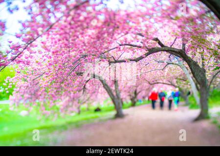 Rows of full-bloomed Cherry blossom trees surround the footpath in Central Park at New York City NY USA. Foto Stock