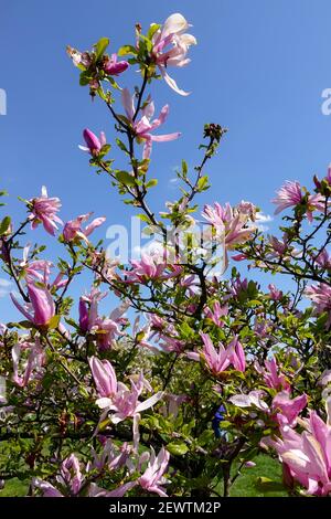 Arbusti fioriti Magnolia 'Heaven Scent' Foto Stock