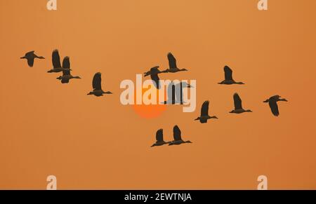 Red crested pochard uccelli in volo al tramonto Foto Stock