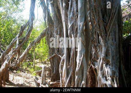 Radici di un albero di banyan in Florida, Stati Uniti Foto Stock