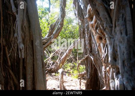 Radici di un albero di banyan in Florida, Stati Uniti Foto Stock