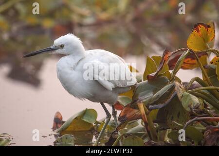 Piccolo uccello Egret in vista ravvicinata Foto Stock