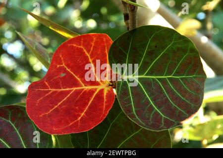 Primo piano delle foglie di un albero di Seagrape/Baygrape in Florida, USA. Le foglie invecchiate stanno girando i colori. Foto Stock