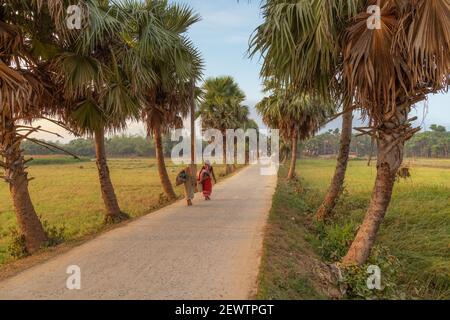 Donne rurali su strada non asfaltata villaggio fiancheggiata da palme E campi agricoli in un distretto nel Bengala occidentale India Foto Stock