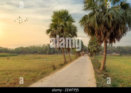 Strada panoramica del villaggio fiancheggiata da palme con vista dei campi agricoli al tramonto in un quartiere rurale nel Bengala Occidentale, India Foto Stock