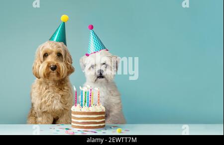 Due cani carini con cappelli da festa e torta di compleanno Foto Stock