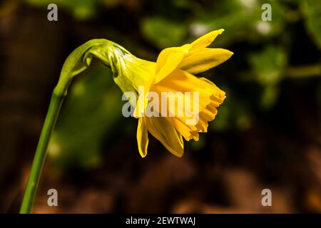 Primo piano di un daffodil nano nel tardo inverno nel nord di Londra, Regno Unito Foto Stock