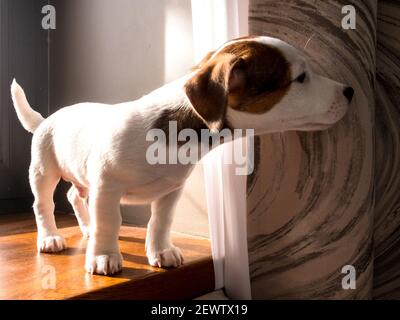 Jack russell cucciolo sul davanzale in una giornata di sole Foto Stock