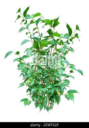 Ficus Benjamina, pianta di casa lussureggiante isolato su sfondo bianco Foto Stock