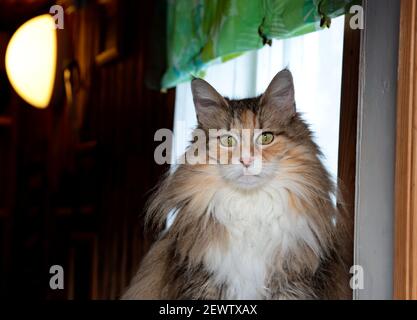 Una femmina di gatto di foresta norvegese seduto di fronte a un finestra in una camera buia Foto Stock