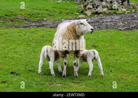 Pecore di montagna gallese, una pecora e i suoi 2 agnelli che vengono succhiati o nutriti, Derbyshire, Inghilterra, Regno Unito Foto Stock