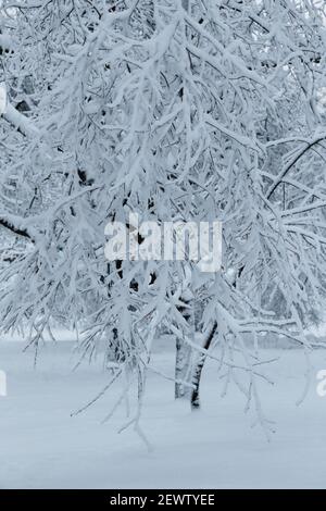 Alberi coperti di ghiaccio e neve, carico di slittino. Concetto di previsioni del tempo. Inverno innevato in un parco cittadino. Foto Stock