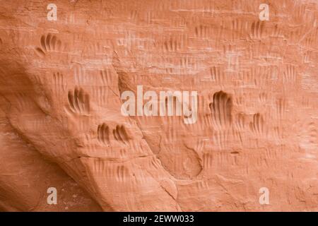 Stampe a mano o petroglifi indossati nella roccia dai Paleo-Indiani (nativi americani). Kodachrome Basin state Park, Utah, Stati Uniti Foto Stock