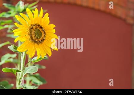 Girasole in una pentola, sfondo di fiori gialli con copyspace, UK Foto Stock