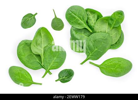 Pile di foglie fresche di spinaci verdi isolate su sfondo bianco. Impostazione. Disposizione piatta. Foto Stock