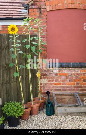 Piante di girasole che crescono all'aperto contro una recinzione nel giardino Di una casa britannica Foto Stock