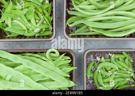 Scatola di verdure con verdure da giardino, legumi e fagioli, Regno Unito Foto Stock