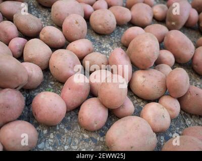 Gruppo di patate appena raccolte e lavate - Solanum tuberosum essiccazione su pavimentazione. Raccolta delle radici di patate in giardino fatto in casa. Agricoltura biologica, guarire Foto Stock